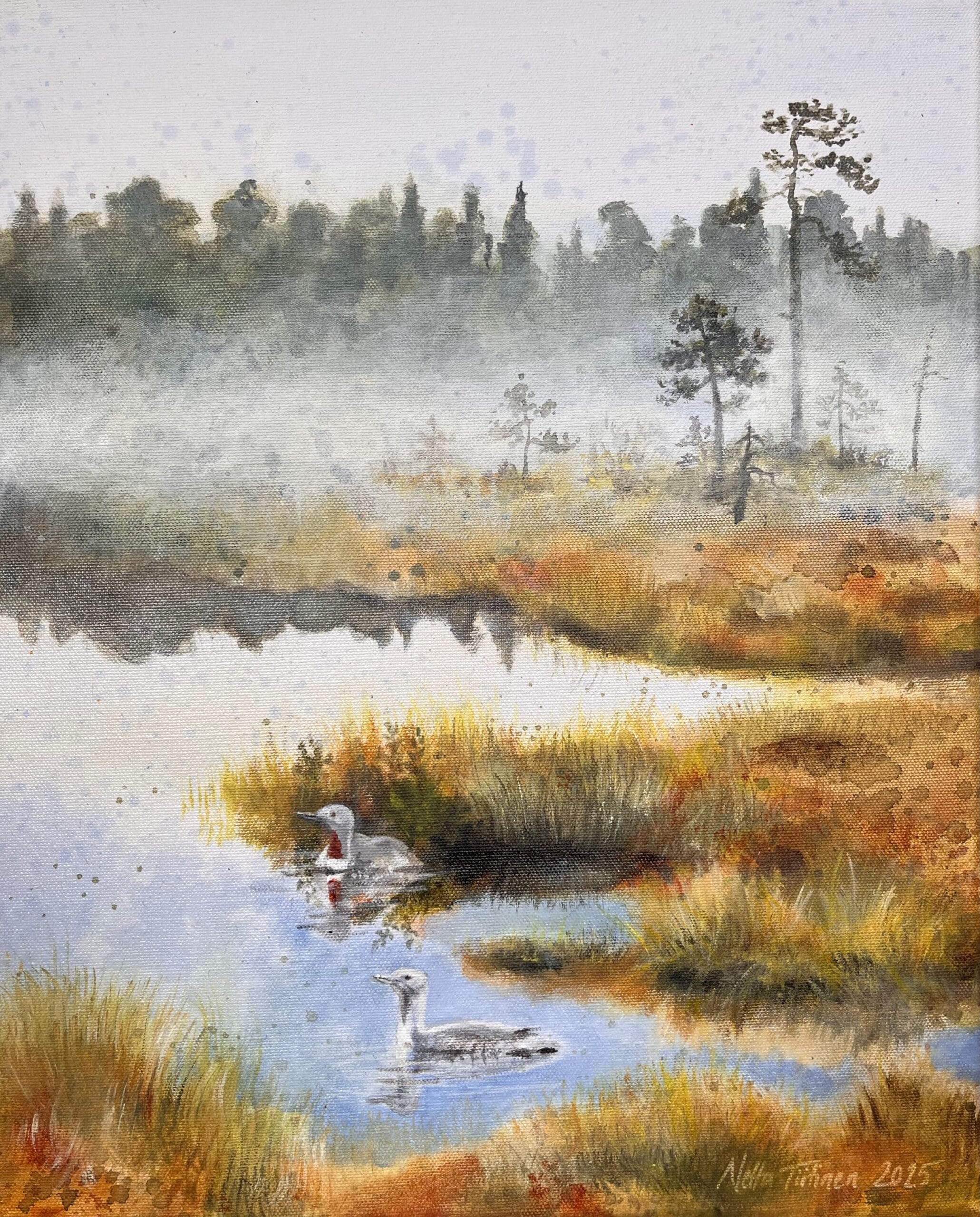 Sumuinen suo, kaksi kaakkuria uimassa lammella.