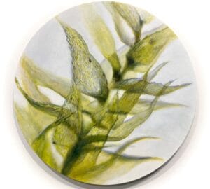 Abstrakti maalaus keltaisista ja vihreistä lehdistä